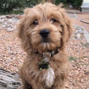 Meet your Posher, Gaby